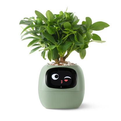 Virago™ - Smart Ivy Planter