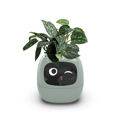 Virago™ - Smart Ivy Planter